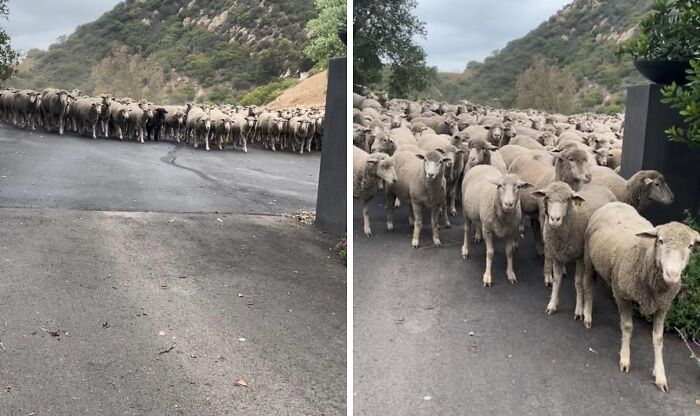 300+ Sheep Take Over a California Street—Baaaah, Watch Out!