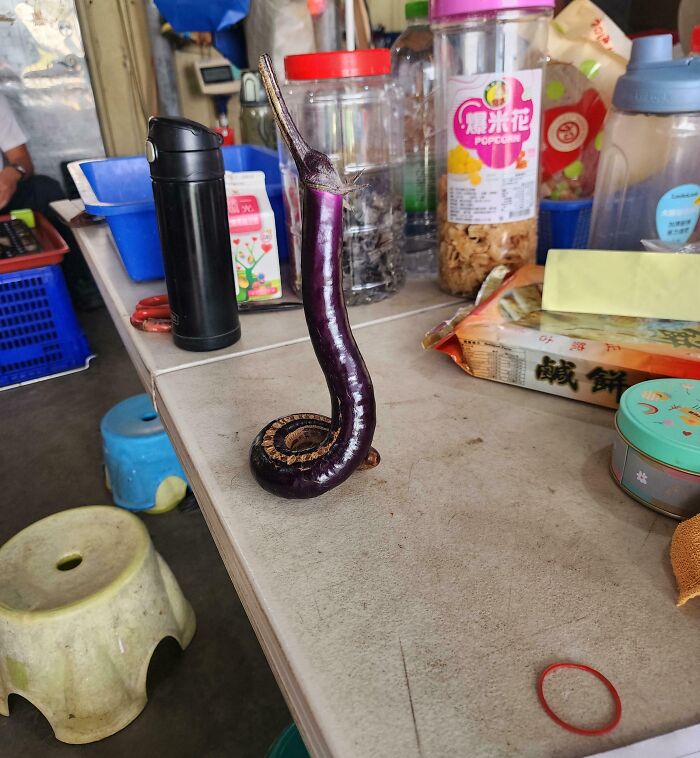 That Eggplant’s Trying to Spook You—It Looks Like a Cobra!
