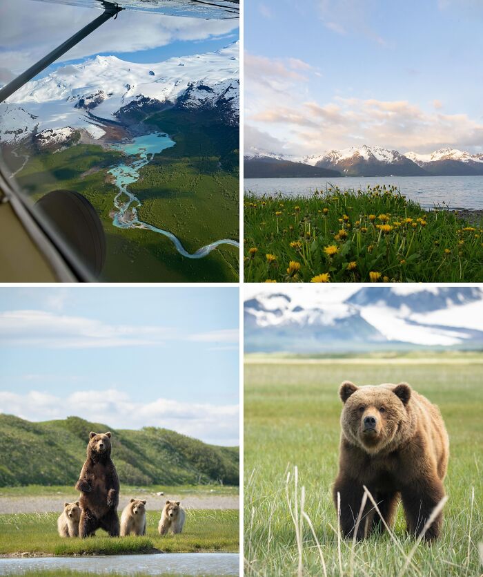 Bears, Beauty, and Big Views in Alaska (June 2025)