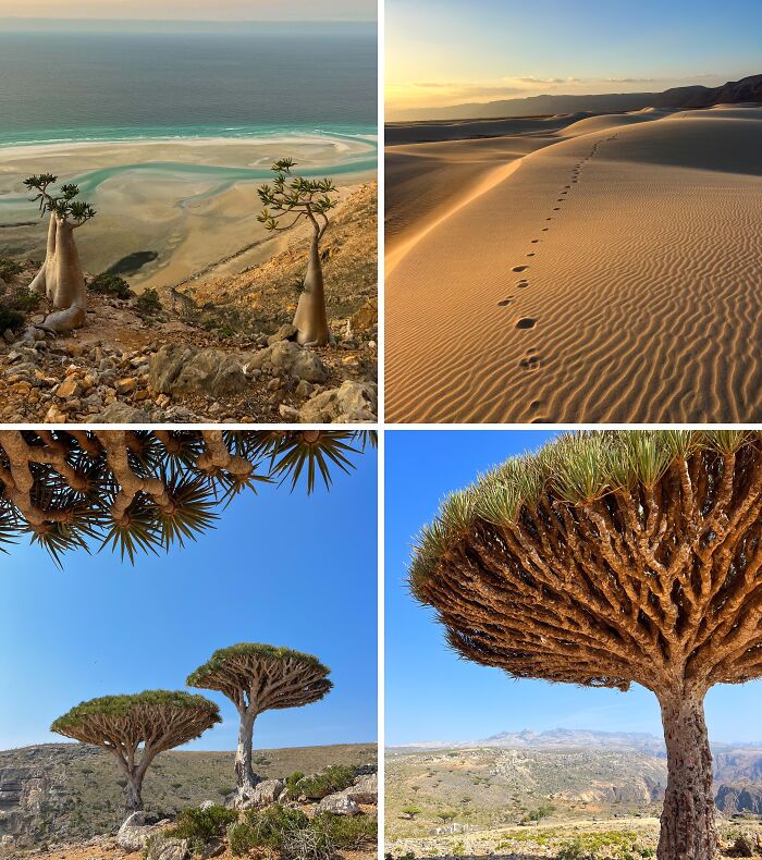 A Week of Wonders in Socotra, Yemen