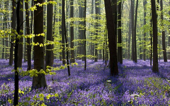 Nature’s Carpet: Bluebells in a Belgian Forest
