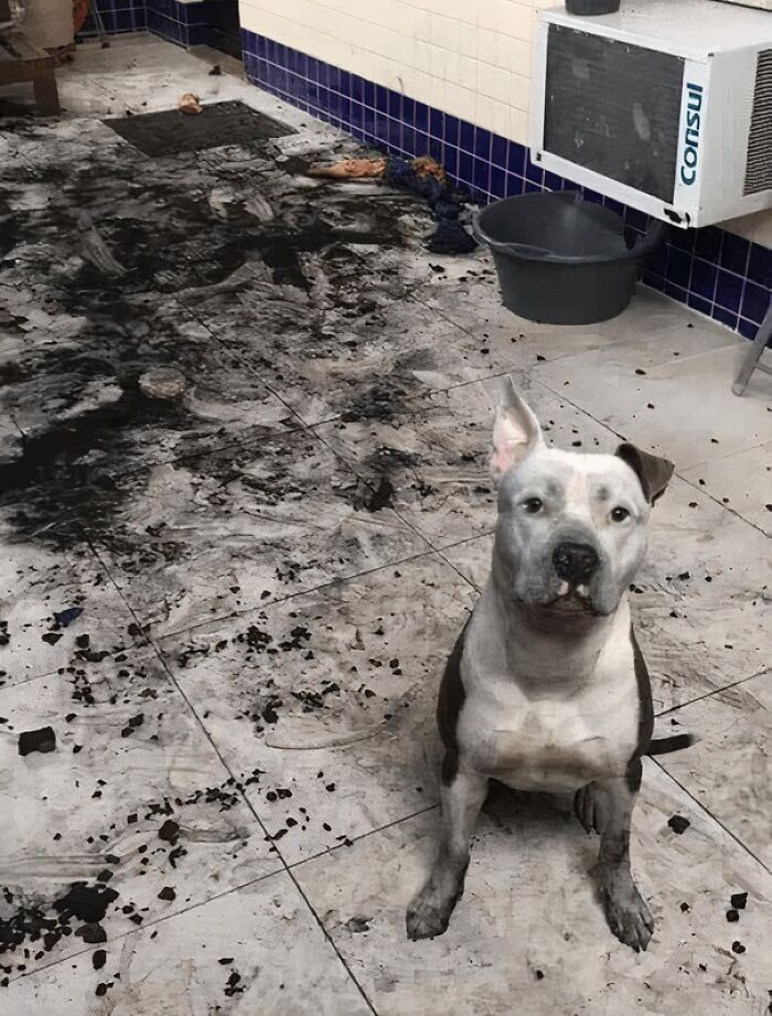 Who’s The Culprit? No Clue But The Mess Is Real