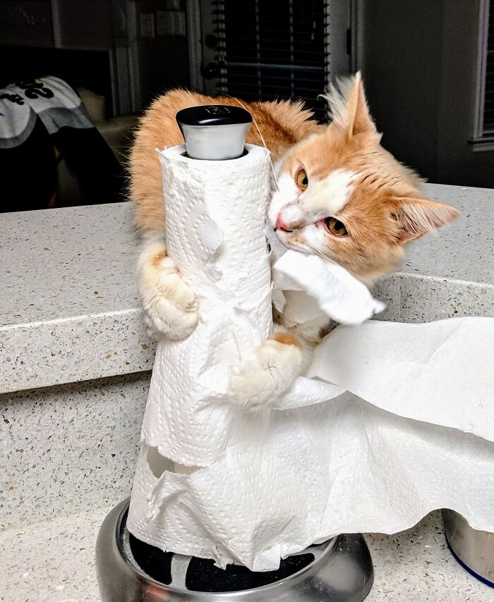 Since Lily Came Home, Our Paper Towel Game Is Off The Charts