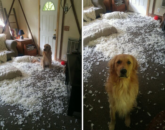 Feathers Everywhere! Bird Mystery On The Loose