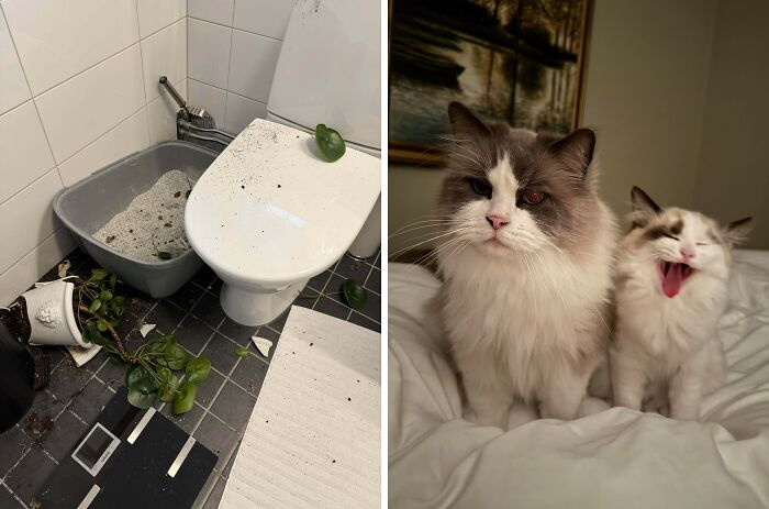 Elvis The Kitten: Total Menace Who Just Laughs It Off