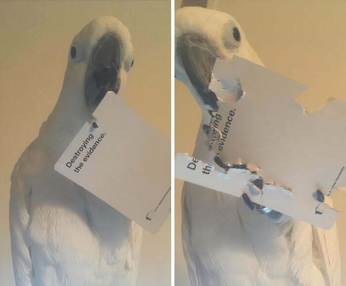 Criminal Mastermind In The House