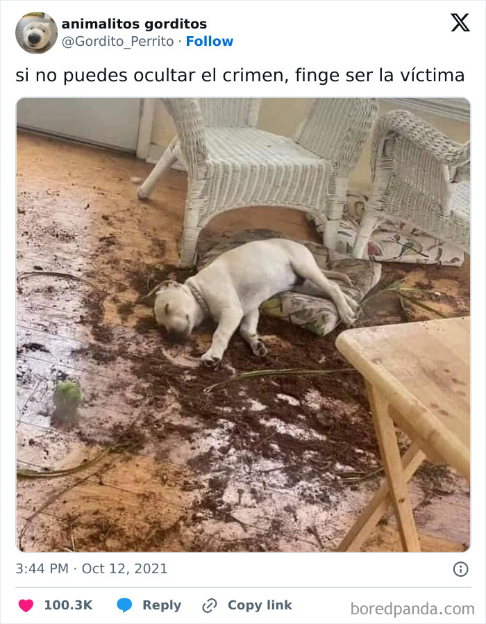 "If You Can't Hide It, Act Like The Victim"