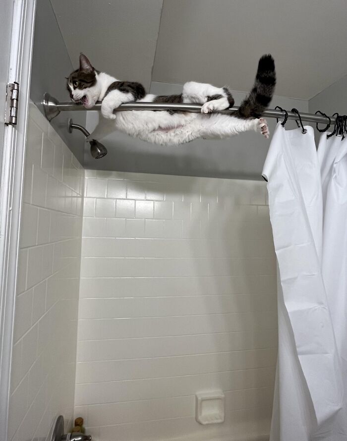 Adopted A Cat For Stability... Got Chaos Instead