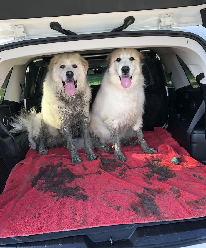 Double Trouble Found The Only Mud In 66 Acres