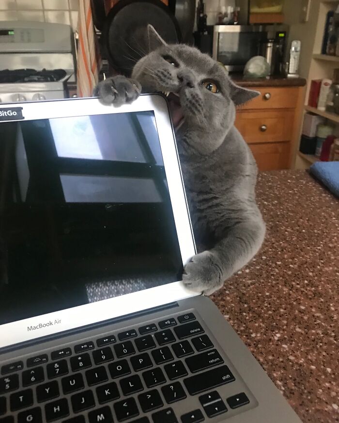 Trying To Work Around Cats? Good Luck!