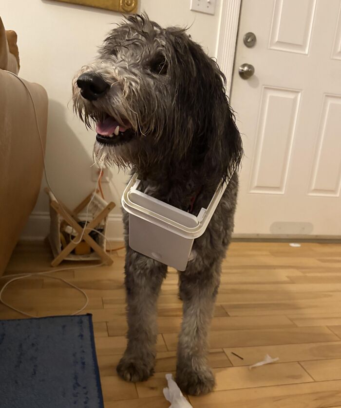 Milo, The Bathroom Trash Lid Fashionista