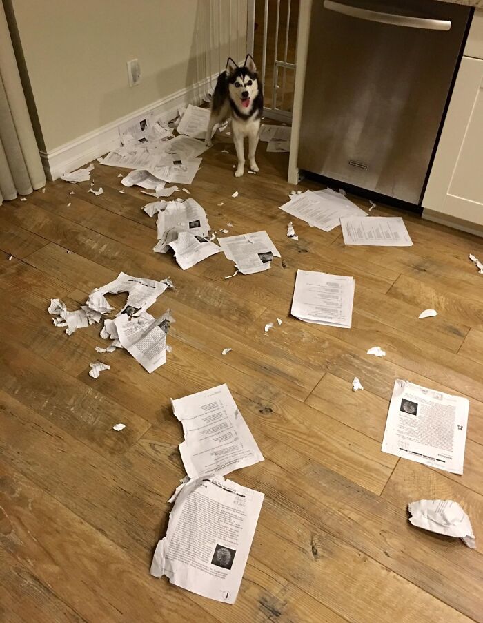 Sorry Class, My Dog Ate The Homework (Again)