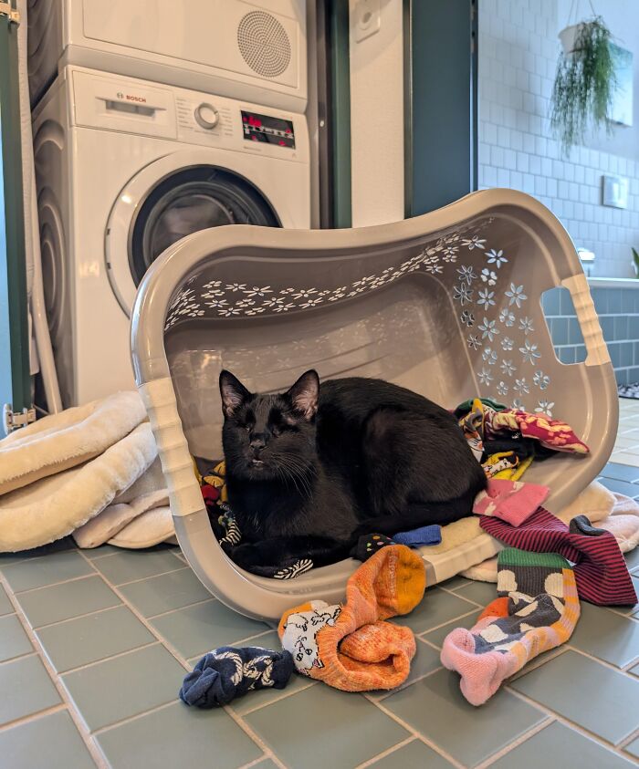 Blind But Still A Menace: Laundry Basket Bed