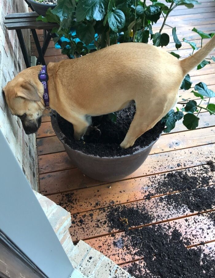My Dog Decided To Plant Himself... Literally