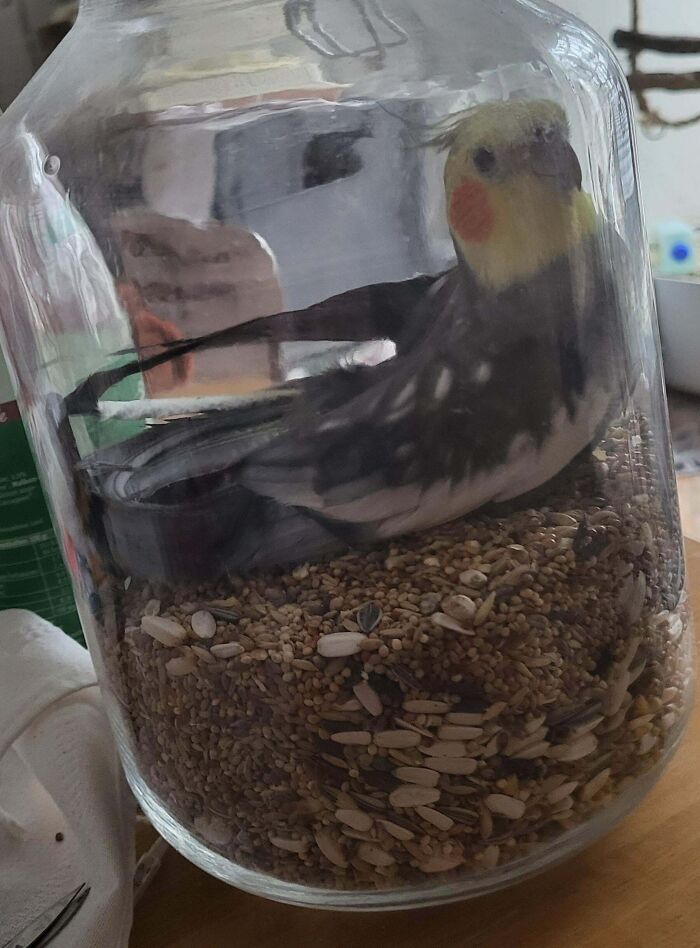 My Bird Got Stuck In The Seed Jar. Panic Ensued