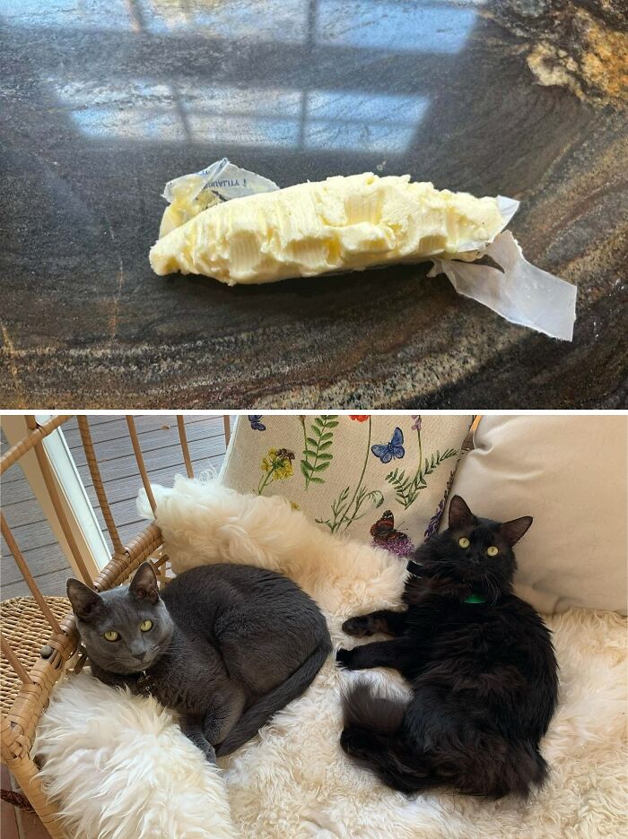 Which One Of These Butter Thieves Looks More Guilty?