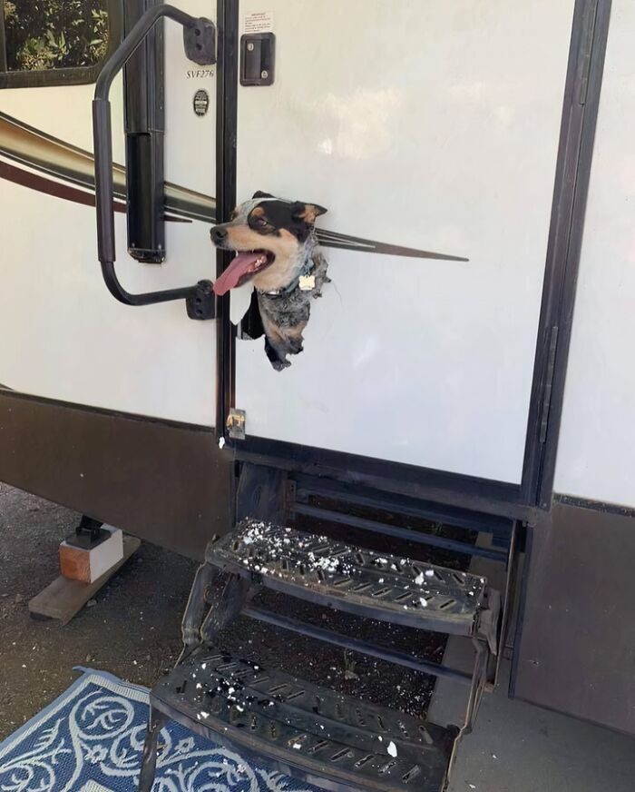 "Just Lock Him In The RV, He’ll Be Fine," They Said