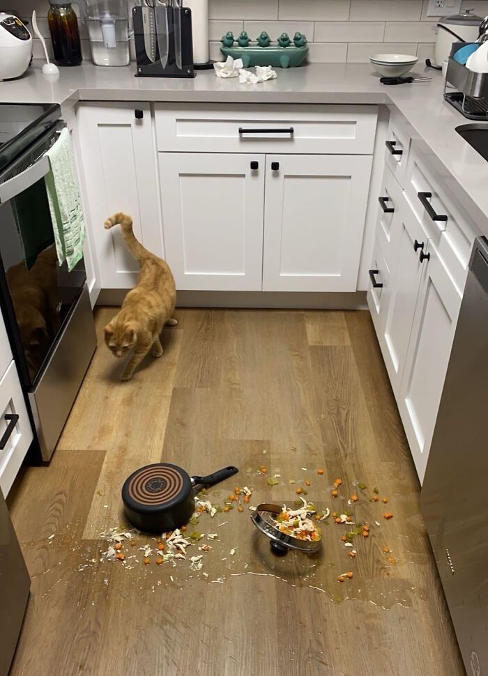 Cat’s Master Plan: Dinner Off The Stove