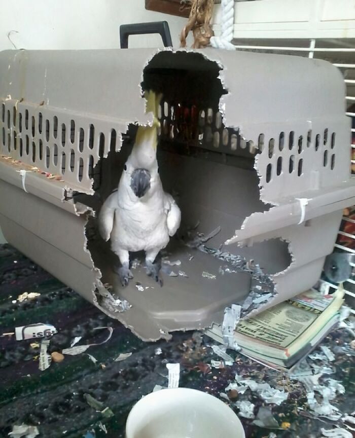 Nothing Can Stop Me Now!