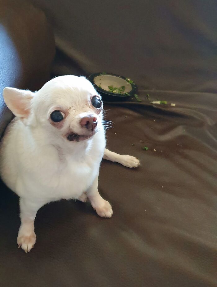 Vet Said Veggie Treats For The Fat Old Dog, So He Sneezed On Them