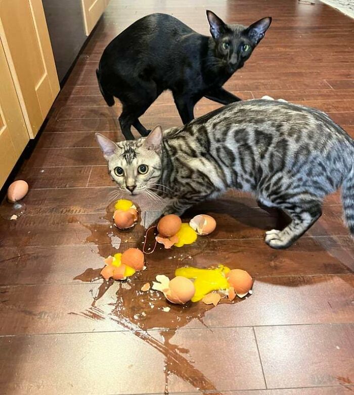 Can You Guess Who The Culprit Is?