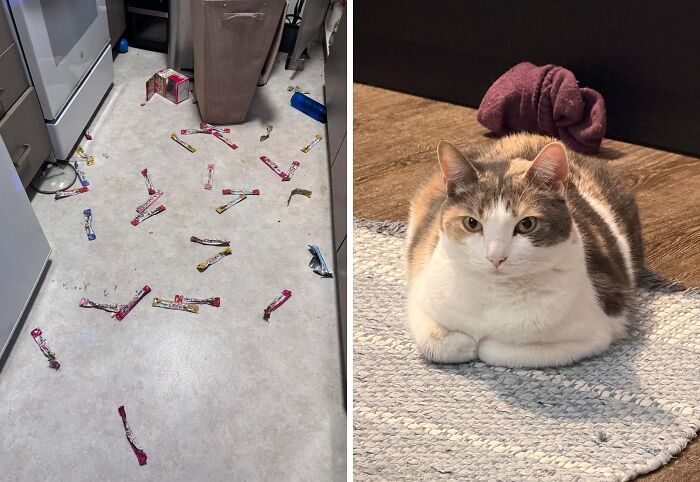 Caught Red-Pawed: Crime And Culprit