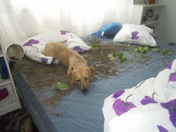 Found This Old Pic Of My Dog... Glad She’s Matured