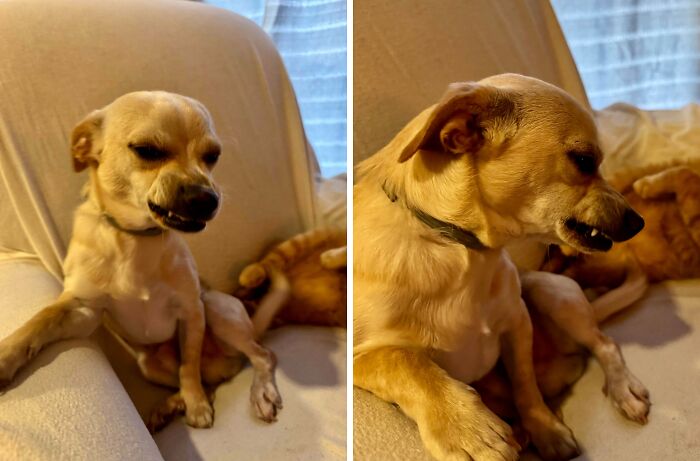 He Peed On The Floor, Then Gave His 'I’m Sorry' Smile