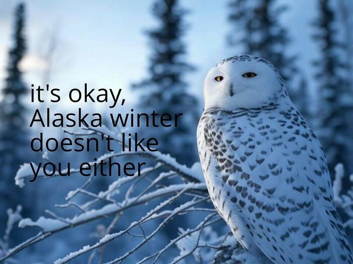 Wait, These Alaska Memes Nail Life Up North!