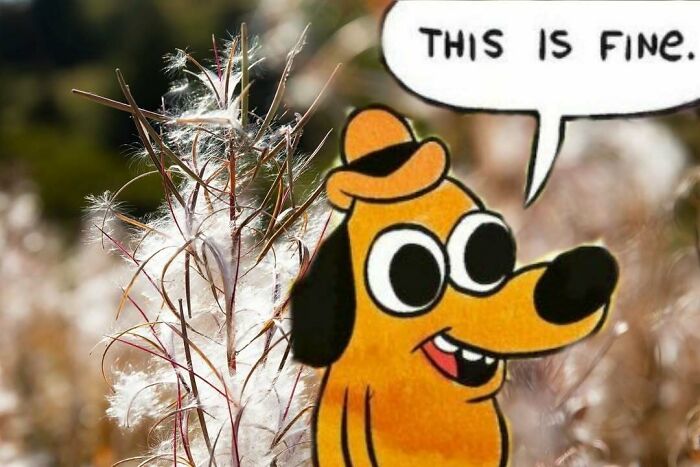 Wait, These Alaska Memes Nail Life Up North!