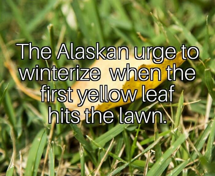 Wait, These Alaska Memes Nail Life Up North!