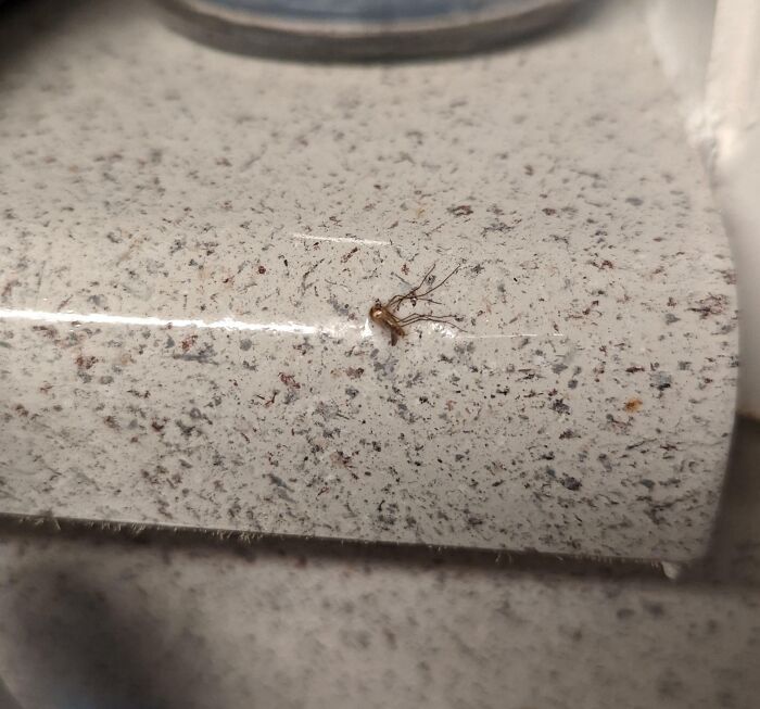 Landlord’s Special: Mosquito Sealed Under Countertop Epoxy. Ew