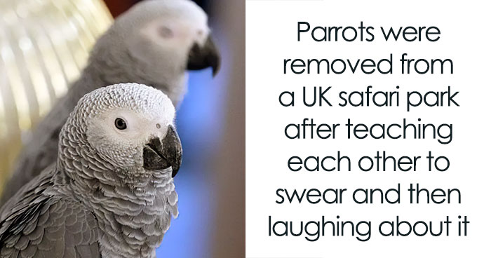 The Funniest Bird Memes That’ll Totally Make Your Day
