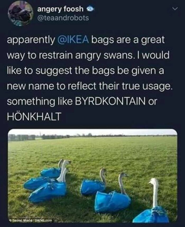 The Funniest Bird Memes That’ll Totally Make Your Day