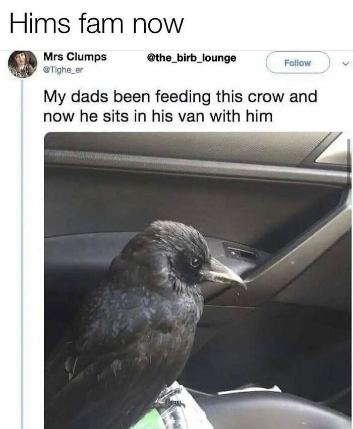 The Funniest Bird Memes That’ll Totally Make Your Day