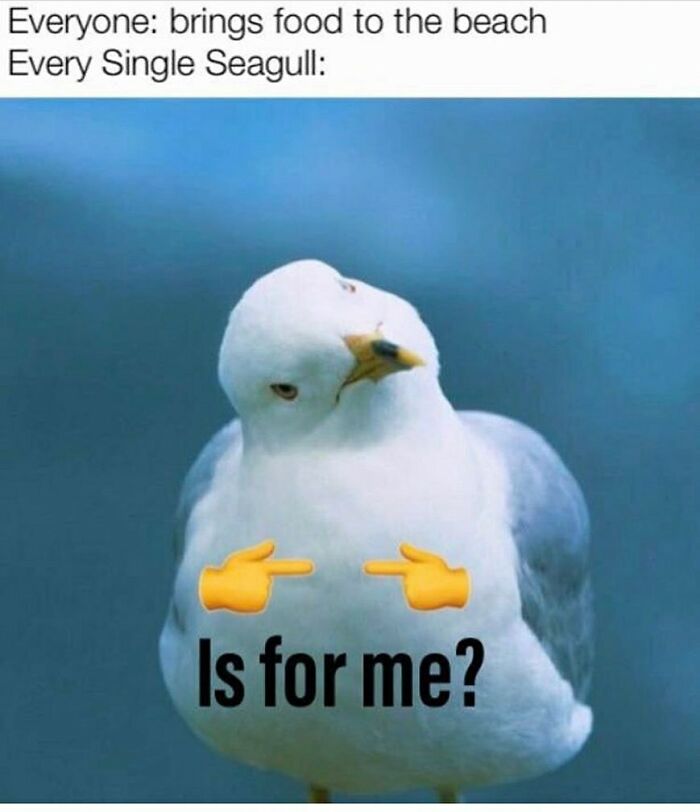 The Funniest Bird Memes That’ll Totally Make Your Day