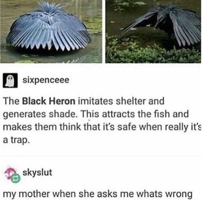 The Funniest Bird Memes That’ll Totally Make Your Day