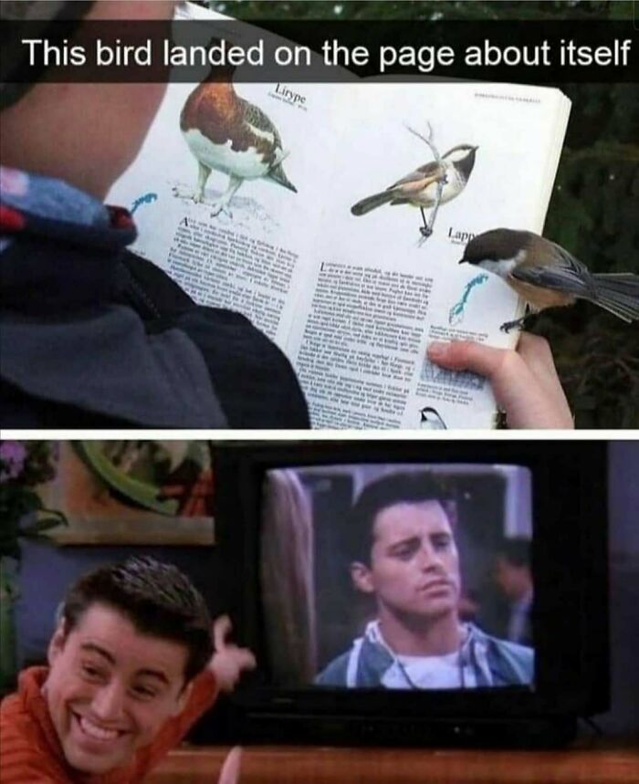The Funniest Bird Memes That’ll Totally Make Your Day