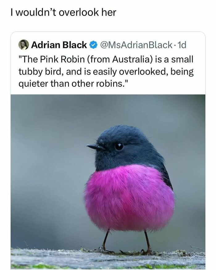 The Funniest Bird Memes That’ll Totally Make Your Day