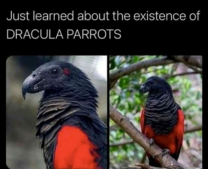 The Funniest Bird Memes That’ll Totally Make Your Day