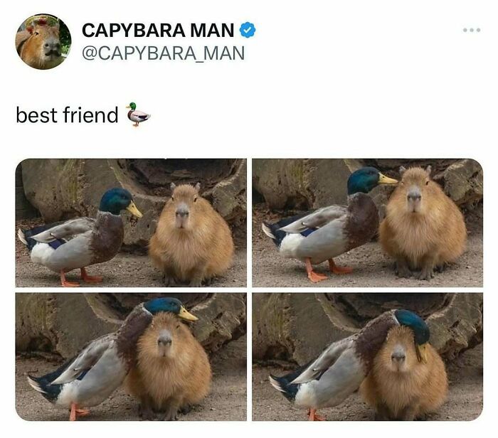The Funniest Bird Memes That’ll Totally Make Your Day
