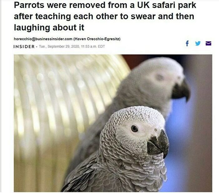 The Funniest Bird Memes That’ll Totally Make Your Day