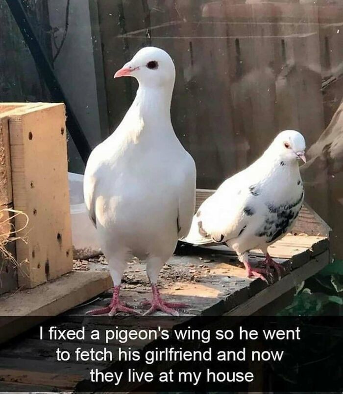 The Funniest Bird Memes That’ll Totally Make Your Day