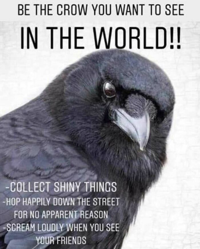 The Funniest Bird Memes That’ll Totally Make Your Day