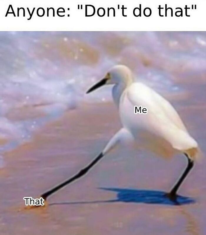 The Funniest Bird Memes That’ll Totally Make Your Day