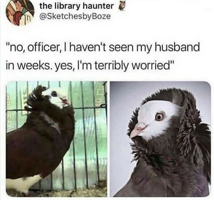 The Funniest Bird Memes That’ll Totally Make Your Day