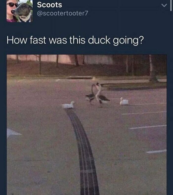 The Funniest Bird Memes That’ll Totally Make Your Day