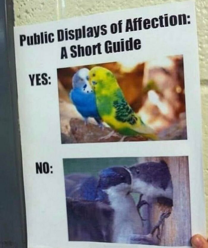 The Funniest Bird Memes That’ll Totally Make Your Day