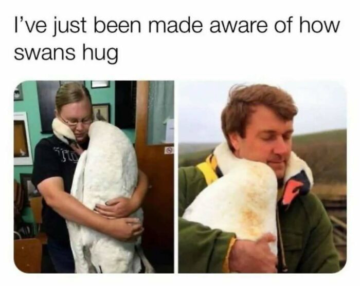 The Funniest Bird Memes That’ll Totally Make Your Day
