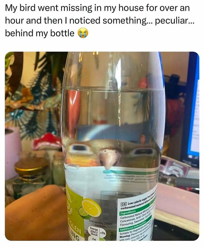 The Funniest Bird Memes That’ll Totally Make Your Day